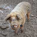 Maesgwm Farm Pig